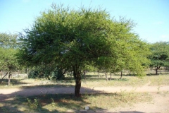 Sicklebush-tree