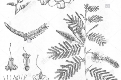 Sketch-of-Sicklebush