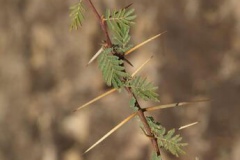 Spines-of-Sicklebush