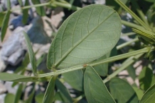 Ventral-view-of-leaves-of-Sicklepod