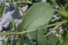 Ventral-view-of-leaves-of-Sicklepod