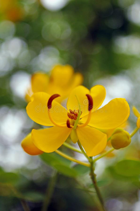 Flower-of-Sicklepod