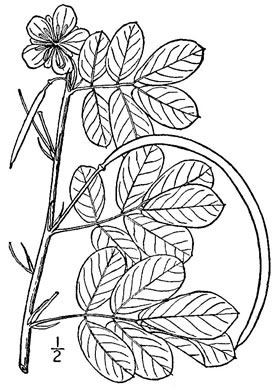 Sketch-of-Sicklepod