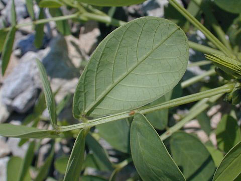 Ventral-view-of-leaves-of-Sicklepod
