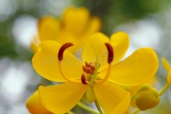 Flower-of-Sicklepod