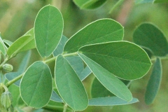 Leaves-of-Sicklepod