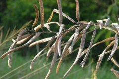 Mature-fruits-of-Sicklepod