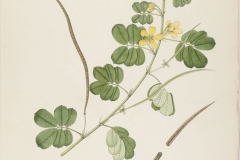 Plant-Illustration-of-Sicklepod