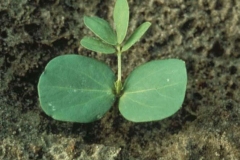 Sapling-of-Sicklepod