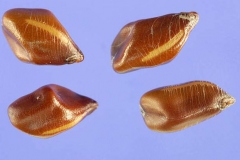 Seeds-of-Sicklepod
