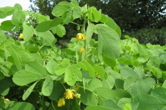 Sicklepod-plant-growing-wild