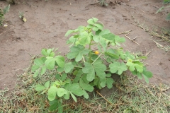 Sicklepod-plant