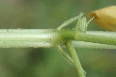 Stem-of-Sicklepod