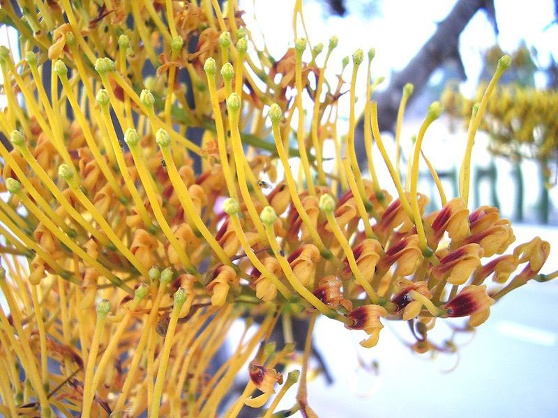 Closer-view-of-flowers-of-Silk-oak