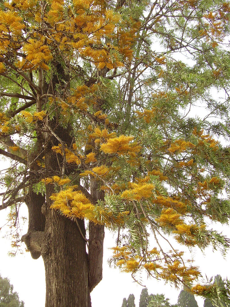 Flowering-branches-of-Silk-oak