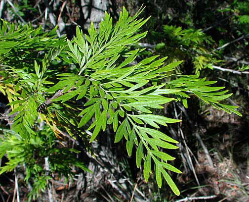 Leaves-of-Silk-oak
