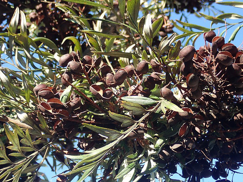 Mature-Silk-oak-fruits-on-the-tree