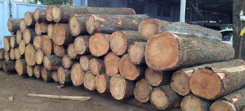 Timber-wood-of-Silk-oak