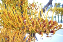 Closer-view-of-flowers-of-Silk-oak