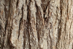 Bark-of-Silk-oak