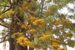 Flowering-branches-of-Silk-oak