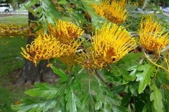 Flowers-of-Silk-oak