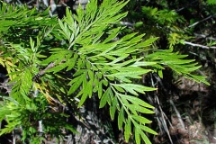 Leaves-of-Silk-oak