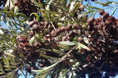 Mature-Silk-oak-fruits-on-the-tree