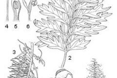 Plant-illustration-of-Silk-oak