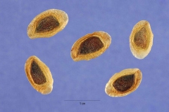 Seeds-of-Silk-oak
