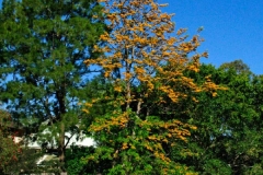 Silk-oak-tree