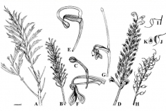 Sketch-of-Silk-oak
