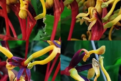 Stamen-and-pistil-of-Silk-oak