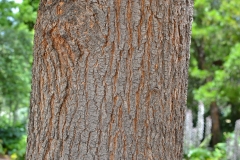 Trunk-of-Silk-oak