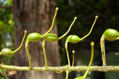 Unripe-fruits-of-Silk-oak