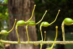 Unripe-fruits-of-Silk-oak