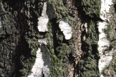 Bark-of-Silver-Birch