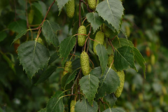 Catkins-of-Silver-Birch