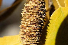 Dried-fruit-of-Silver-Birch
