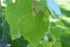 Leaves-of-Silver-Birch