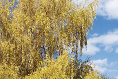 Silver-Birch--Plant-during-Autumn