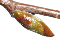 Winter-buds-of-Silver-Birch