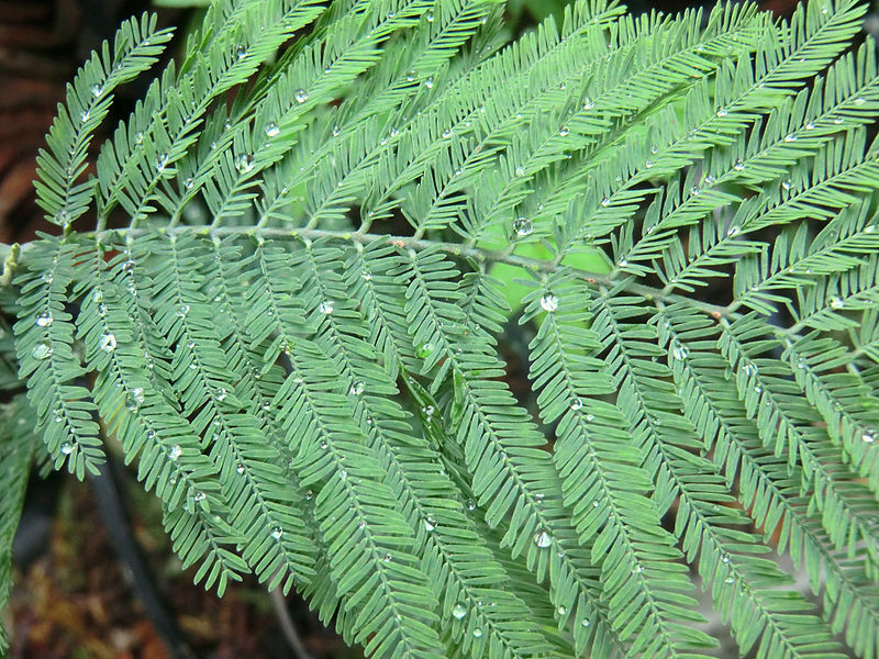 Closer-view-of-leaves-of-Silver-Wattle