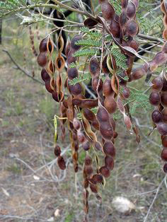 Mature-seed-pods-of-Silver-Wattle