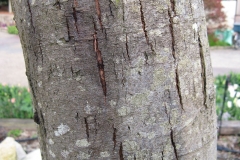 Bark-of-Silver-Wattle
