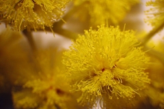 Closer-view-of-flower-of-Silver-Wattle