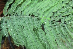 Closer-view-of-leaves-of-Silver-Wattle