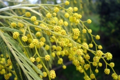 Flowering-buds-of-Silver-Wattle
