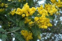 Flowers-of--Silver-Wattle