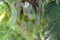 Immature-fruits-of-Silver-Wattle